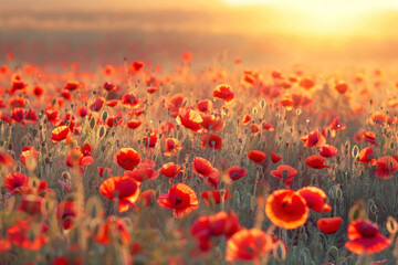 Beautiful field of red poppies in the sunset light. Israel, Beautiful blossoming red poppies.