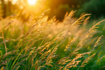 Blooming wild high grass in nature at sunset warm summer. Pastoral scenery.
