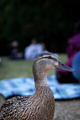 duck