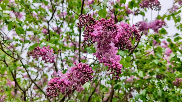 A close-up of a lilac branch on a cloudy spring day