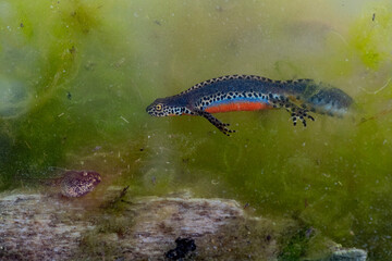 Underwater, the alpine newt male and the tadpole (Ichthyosaura alpestris) 