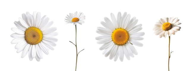 daisy flower collection isolated on a transparent cut-out background