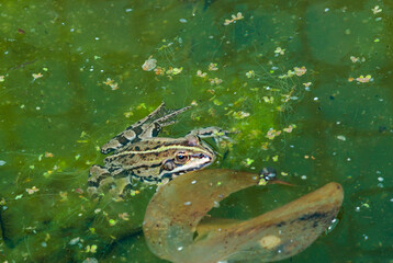 Fototapeta premium A lake frog (Pelophylax shqipericus) swims in a pond on the surface of the water in spring, Ukraine