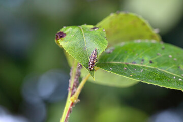 A ladybird larva feeding on an aphid colony on a young pear tree shoot in the garden in spring.