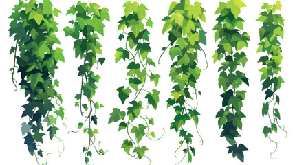 Green vine liana or ivy hanging from above or climb
