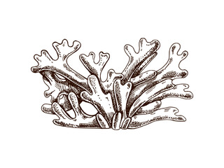 Hand - drawn Algae (Codium), marine botanicals, plants. Black and white vector sketch of underwater sea weed, seaweed icon. Engraved water element. Sea collection. © Mariia Mazaeva