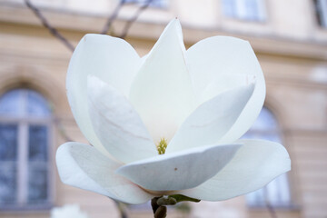 white magnolia flower close-up