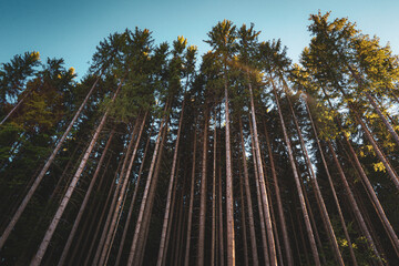 high trees and sky, coniferous forest © Mariana