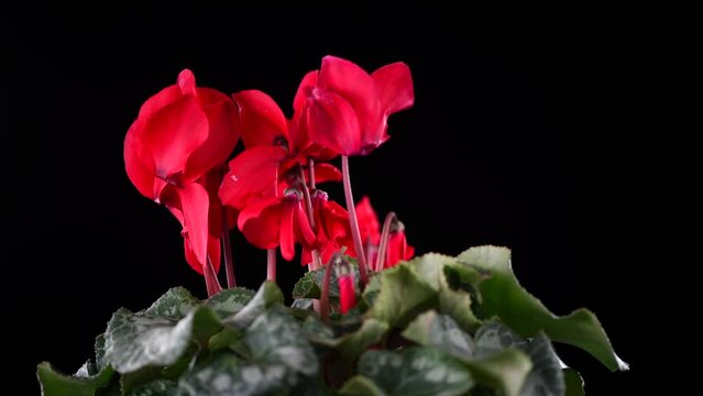 Cyclamen Persicum red flower blooming close up, rotating over black background. Beautiful bright cyclamen plant growing. Close up