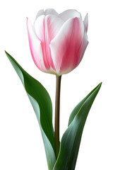 Tulip flower in transparent background