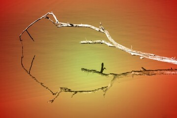 reflection of deadwood on water