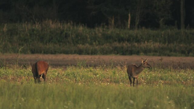 Twilight Grazing: Serene Deer Herd in Meadow