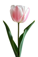 Fototapeta premium Tulip flower in transparent background