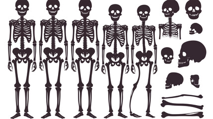 Fototapeta na wymiar High quality detailed set of bones vector illustrat