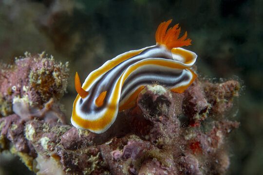 Striking Chromodoris quadricolor gliding over coral reef