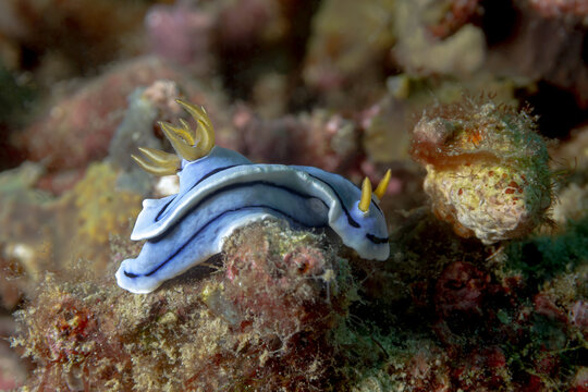Blue Chromodoris elisabethina exploring a textured coral reef