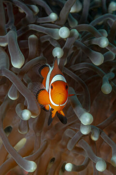 Amphiprion ocellaris nestled in a symbiotic sea anemone habitat