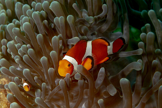 Amphiprion ocellaris in symbiosis with sea anemone