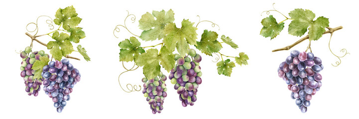 Set of bunches of red grapes with leaves. Isolated watercolor illustrations. Grapevines for the design of labels of wine, grape juice and cosmetics, wedding cards, stationery, greetings cards © Fedulova_art