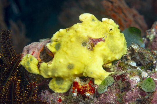 Yellow warty frogfish camouflaged on the ocean floor