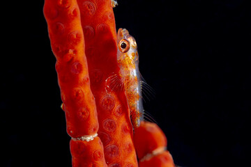 Transparent ghost goby on red coral in dark waters