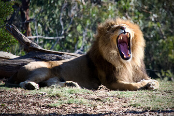 lion in the grass yawning teeth roar