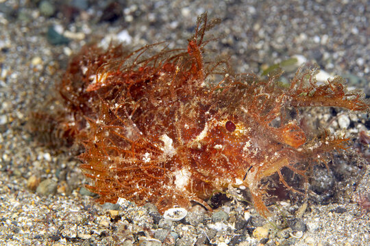 Ambush predator hairy scorpion fish on sandy ocean floor