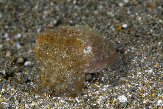 Camouflaged cuttlefish resting on sandy seabed