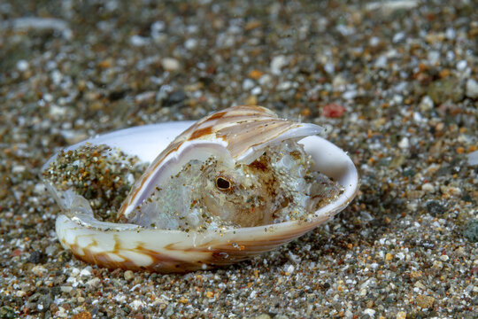 Hidden Amphioctopus marginatus inside a seashell on sandy beach