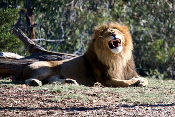 lion resting in the grass yawning and smiling