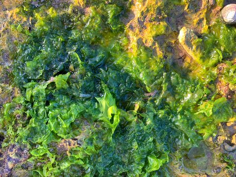 Green seaweed ulva lactuca algae visible on the beach surface at low tide.
