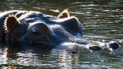 hippopotamus in water