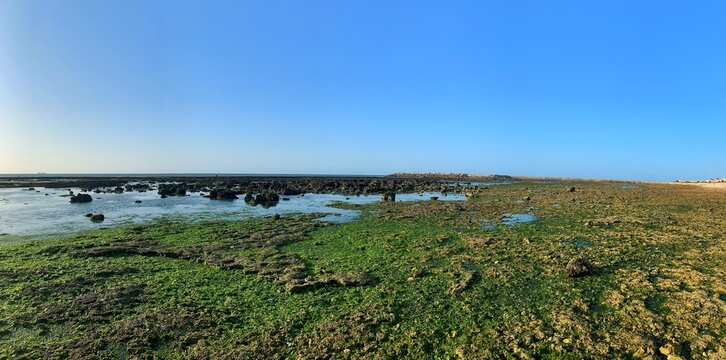 panoramic view of a sea and Green seaweed ulva lactuca algae visible on the beach surface at low tide at sunset
