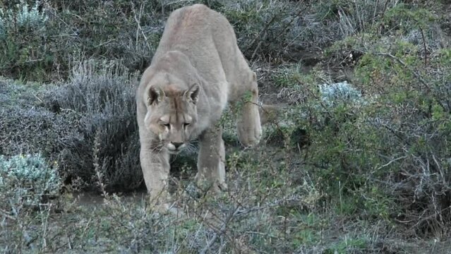 Wild puma looking at something and walking between Patagonian bushes, close up. High quality FullHD footage
