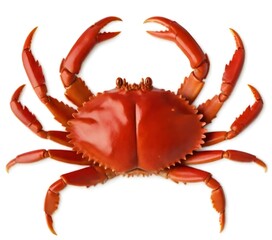 A large red crab with its claws spread out, against a white background