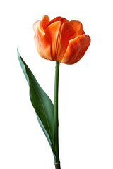 Obraz premium Tulip flower in transparent background