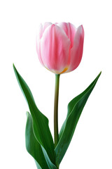 Tulip flower in transparent background