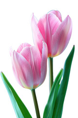Tulip flower in transparent background