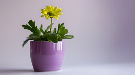 A beautiful green flower in a purple ceramic pot on a light background - Powered by Adobe