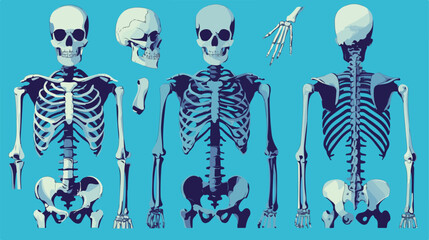 Fototapeta na wymiar Human bones skeleton silhouette collection set. Hig