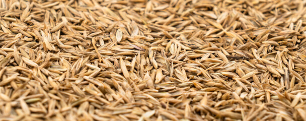 Lawn grass seed background texture top view. Dry lawn grass seeds. Pile of lawn grass seeds.