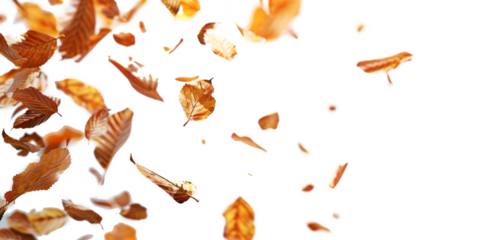 Falling autumn leaves in the wind, isolated on a white background