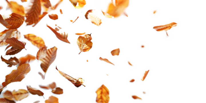 Falling autumn leaves in the wind, isolated on a white background