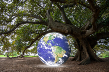 Earth Day Save the planet earth concept, the globe shining under the shade of a big fig tree in the...