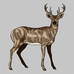 Hand Drawing style of deer. Animal icon