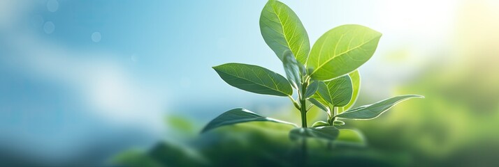 Obraz premium New Life Sprouting, Seedling Growing in Blue Sky Sunlight Background, Close Up of Small Young Plant with Green Leaves on Tree Branch. Earth Day Banners and Nature Background