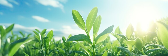 New Life Sprouting, Seedling Growing in Blue Sky Sunlight Background, Close Up of Small Young Plant with Green Leaves on Tree Branch. Earth Day Banners and Nature Background