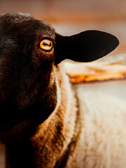 A close-up of the dark sheep's face with striking orange eyes, emphasizing the essence of rural life and livestock in agriculture.