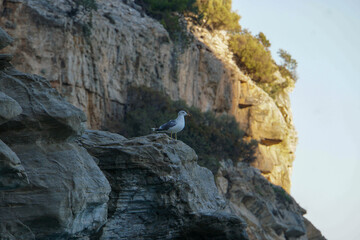Seagull on a cliff edge with blue skies in the background.