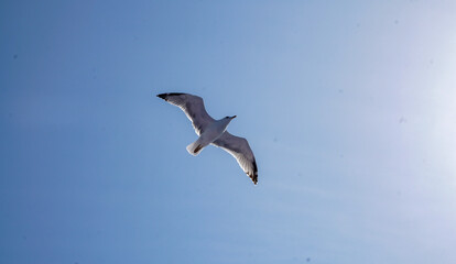 Obraz premium Seagull flying in a clear blue sky.